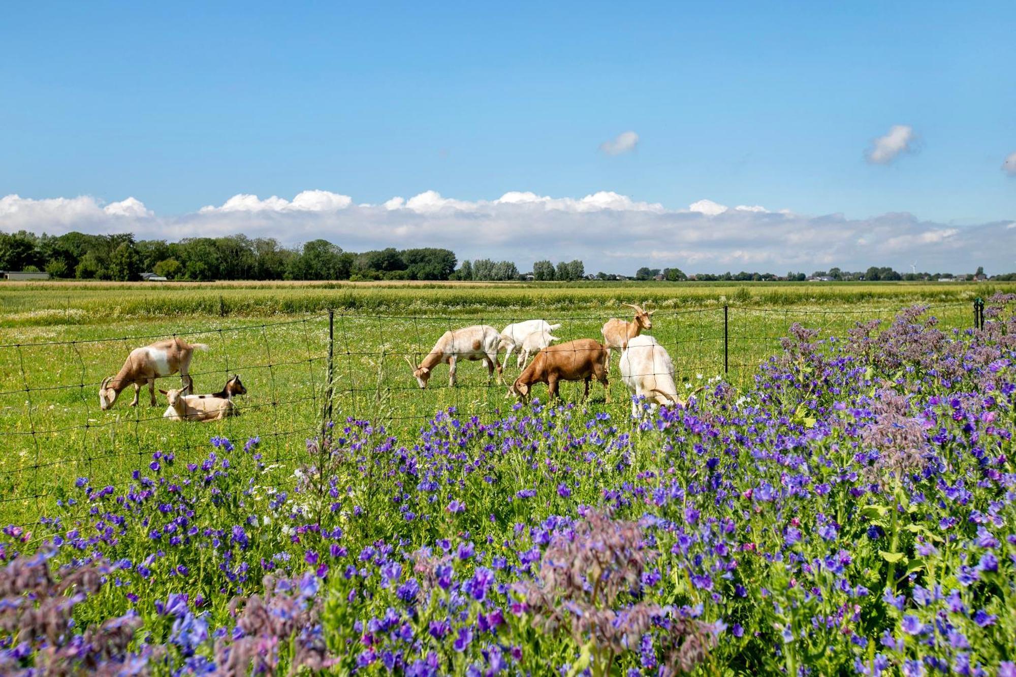 Ferienhof Jacobsen นอร์ดชตรันด์ ภายนอก รูปภาพ